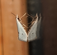 Eucalantica polita