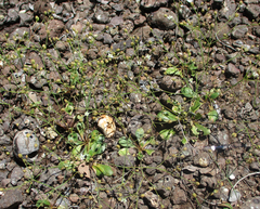 Paramollugo nudicaulis
