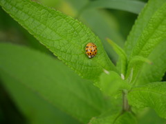 Harmonia axyridis