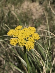 Pseudocymopterus