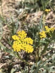 Pseudocymopterus
