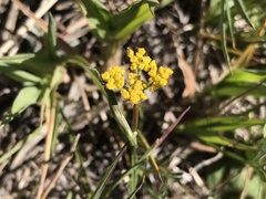 Pseudocymopterus