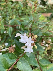 Abelia × grandiflora