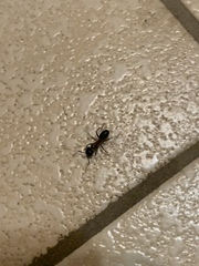 Camponotus herculeanus