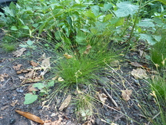 Bulbostylis capillaris