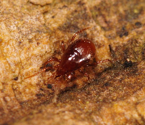 Parasitidae