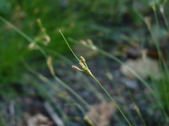 Bulbostylis capillaris