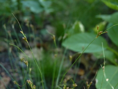 Bulbostylis capillaris