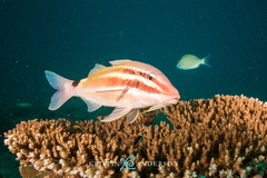 Japanese Goatfish photo 4