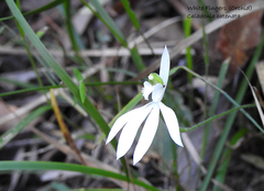Caladenia picta