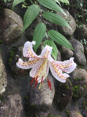 Lilium auratum