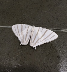 Urapteroides astheniata