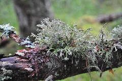 Sphaerophorus venerabilis