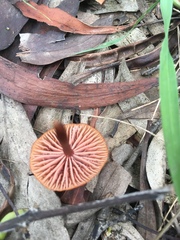 Marasmius elegans