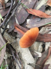 Marasmius elegans
