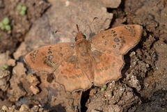 Caprona ransonnettii