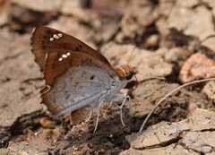 Caprona ransonnettii
