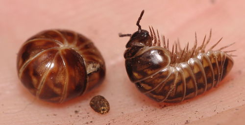 Glomeris intermedia