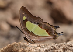Polyura agraria