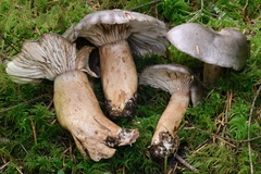 Lactarius kauffmanii