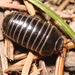 Common Pill Millipede - Photo (c) portioid, some rights reserved (CC BY-SA), uploaded by portioid