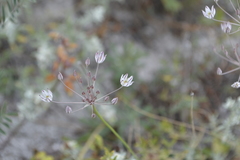 Allium inaequale
