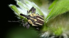 Sternuchopsis ceylonensis