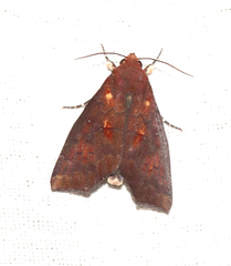Rusicada combinans