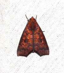 Rusicada combinans