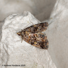 Protodeltote distinguenda