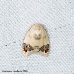 Neoduma kuangtungensis