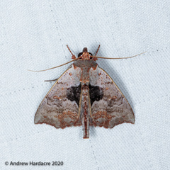 Hyperlopha compactilis