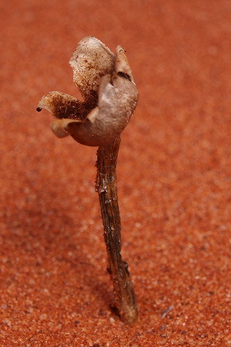 Schizostoma laceratum