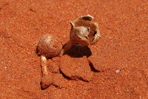 Schizostoma laceratum
