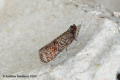 Cryptaspasma