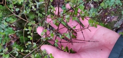 Coprosma rhamnoides