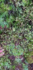 Coprosma rhamnoides