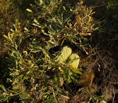 Banksia aemula