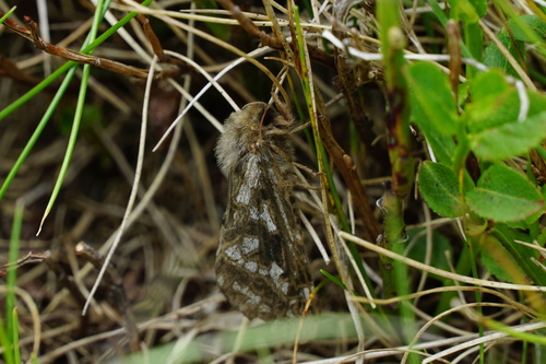 Esper's Alpine Swift Moth