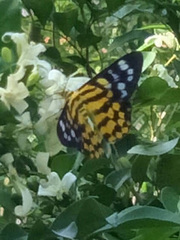 Dysphania subrepleta