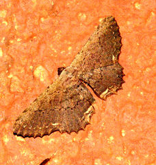 Ruttellerona cessaria