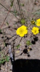 Potentilla flabellifolia