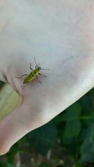 Chlorophorus glabromaculatus