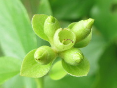 Nyctanthes arbor-tristis
