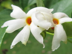 Nyctanthes arbor-tristis