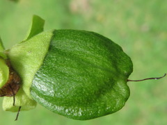 Nyctanthes arbor-tristis