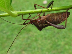 Mictis longicornis