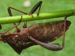 Mictis longicornis