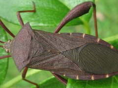 Mictis longicornis