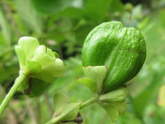Nyctanthes arbor-tristis